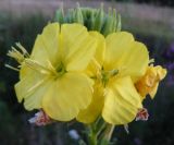 Oenothera biennis