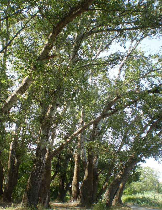 Image of genus Populus specimen.