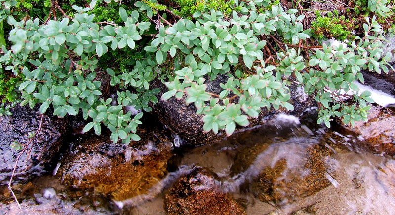 Image of Vaccinium uliginosum specimen.