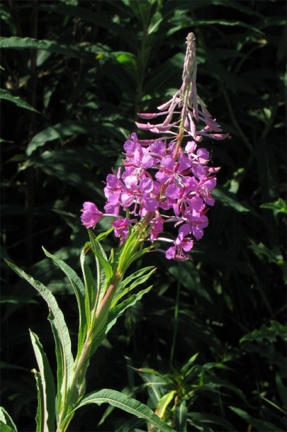 Image of Chamaenerion angustifolium specimen.