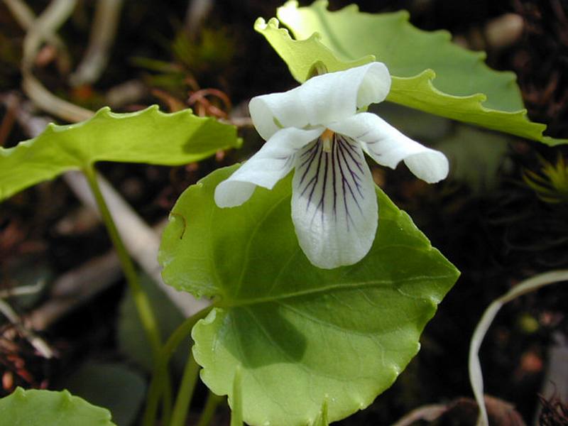 Image of Viola hultenii specimen.