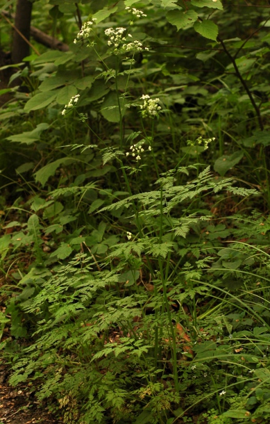 Image of Anthriscus sylvestris specimen.