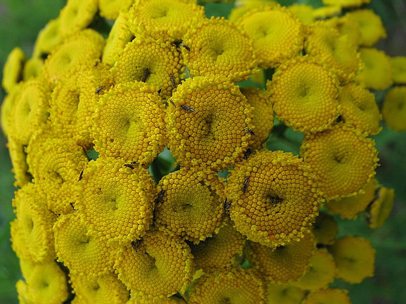 Image of Tanacetum boreale specimen.