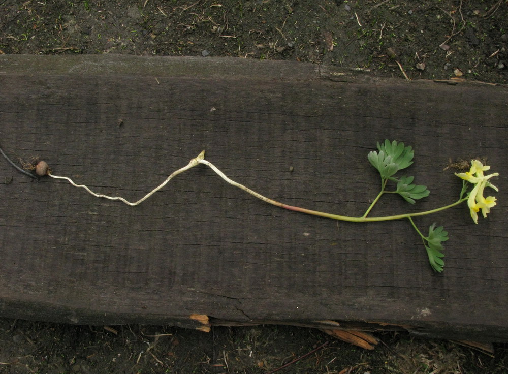 Image of Corydalis bombylina specimen.