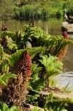 Gunnera manicata