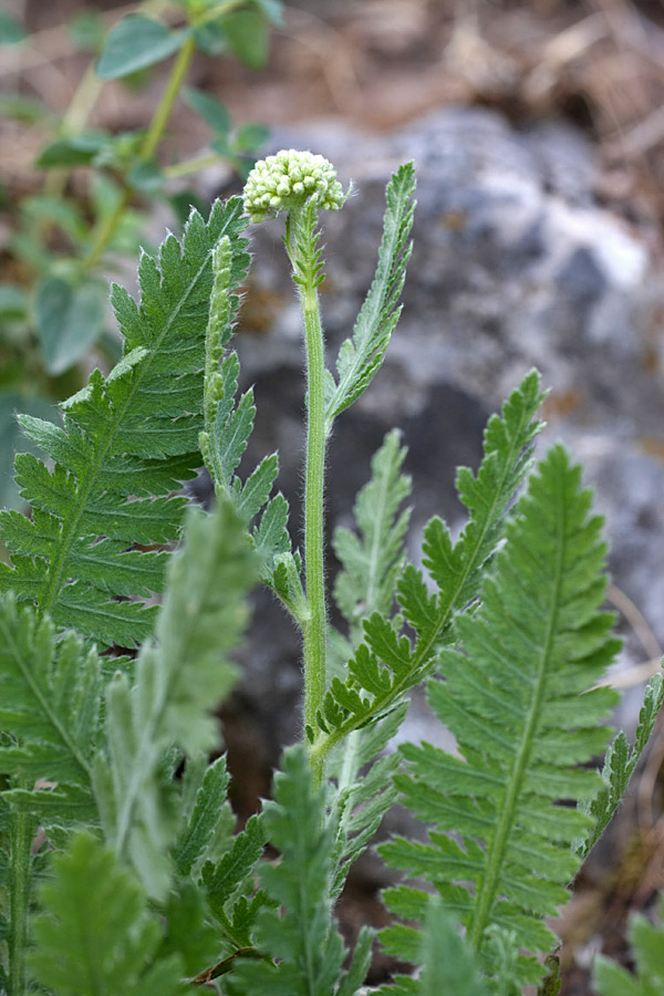 Изображение особи Achillea filipendulina.