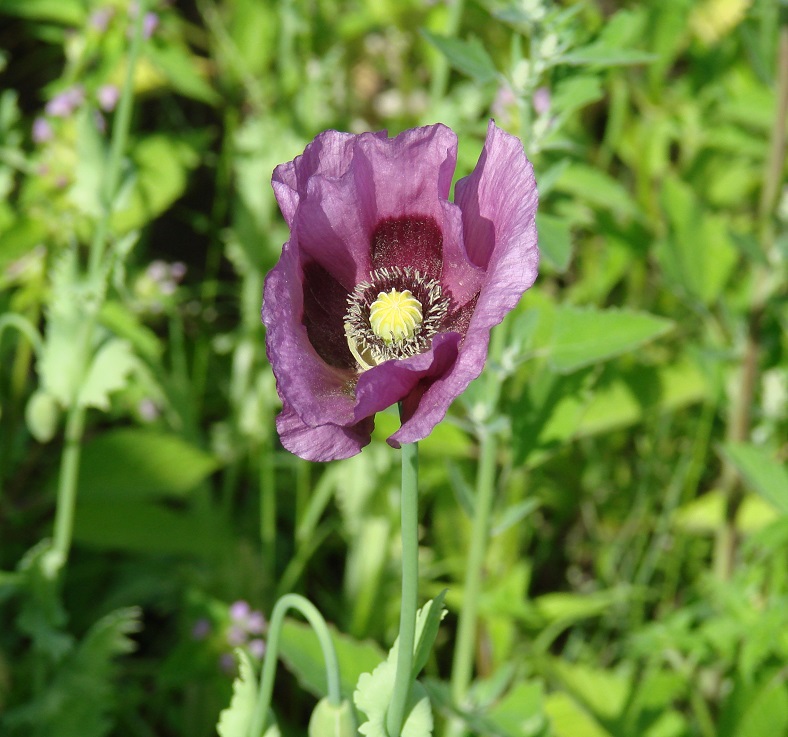 Image of Papaver somniferum specimen.