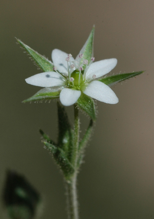 Изображение особи Arenaria serpyllifolia.