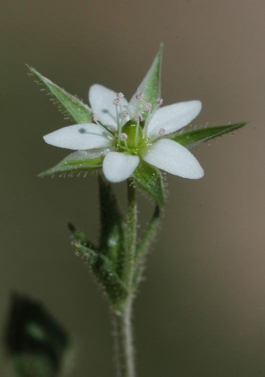 Image of Arenaria serpyllifolia specimen.