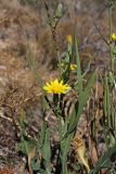 Scorzonera turkestanica. Средняя часть растения с соцветиями и листьями. Южный Казахстан, горы Алатау (Даубаба), северный гребень вершины 1734, высота ~1500 м н.у.м. 16.07.2014.