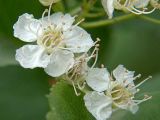 Crataegus sanguinea. Цветки. Санкт-Петербург. 02.06.2009.