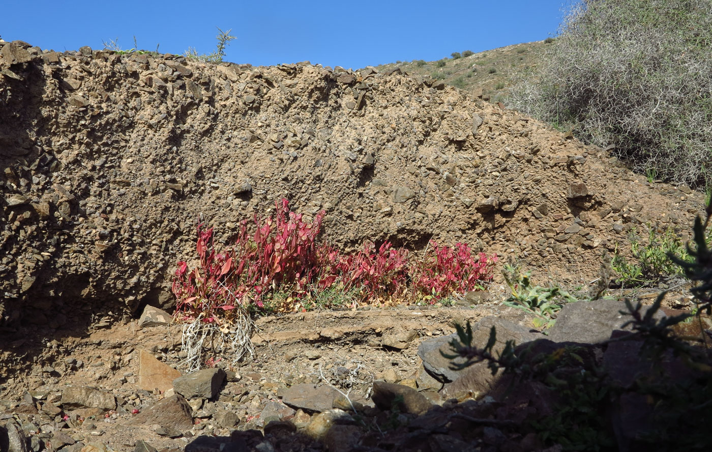 Image of Rumex vesicarius specimen.