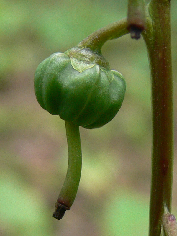 Изображение особи Orthilia secunda.