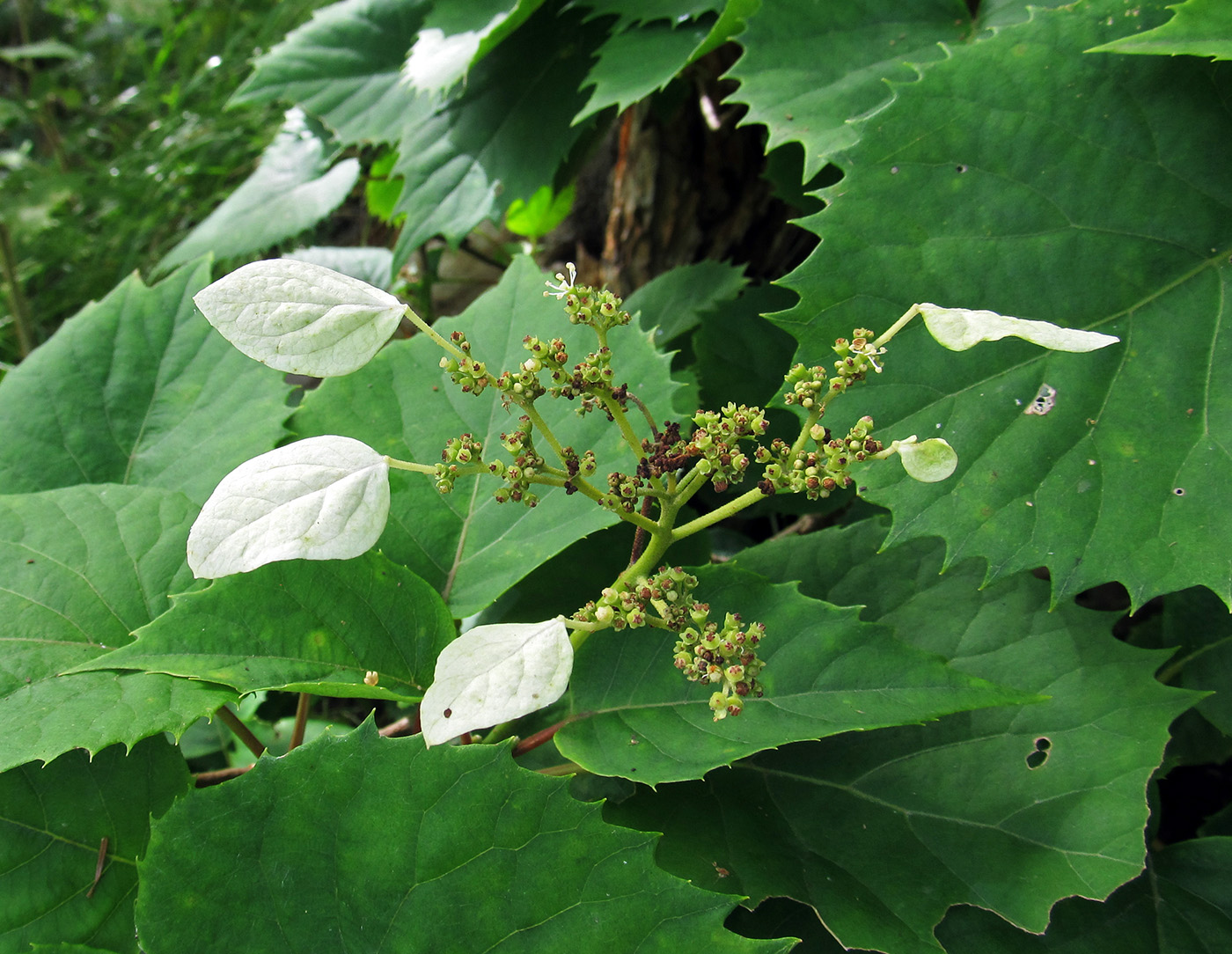 Image of Schizophragma hydrangeoides specimen.