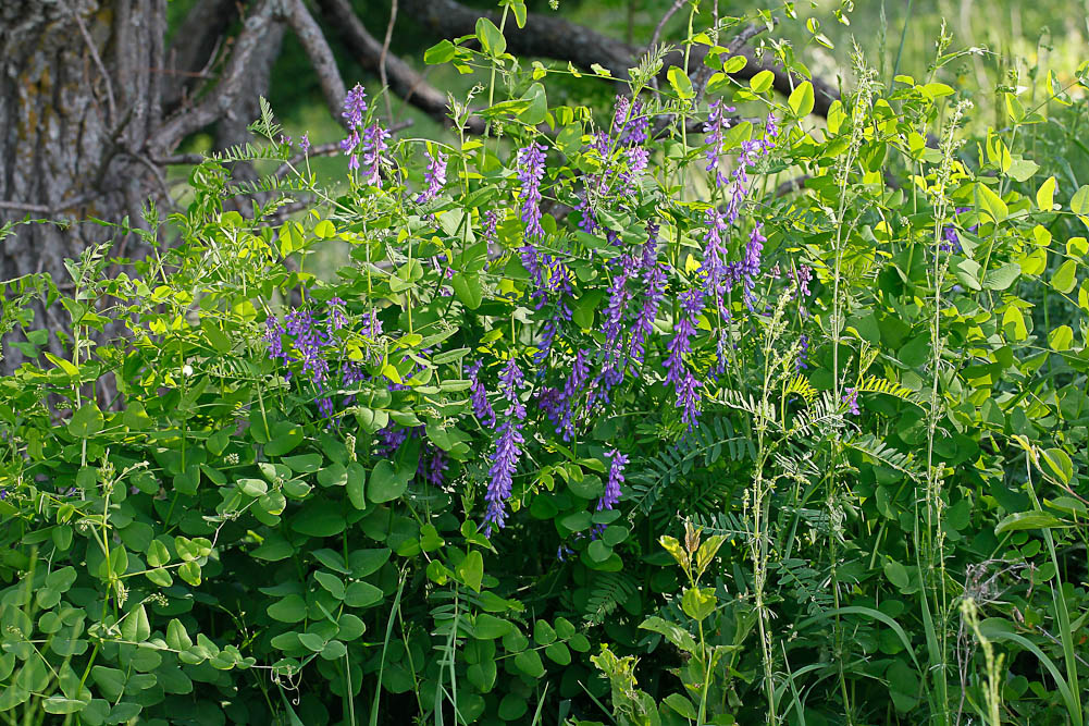 Image of Vicia cracca specimen.