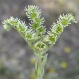 Sempervivum ciliosum