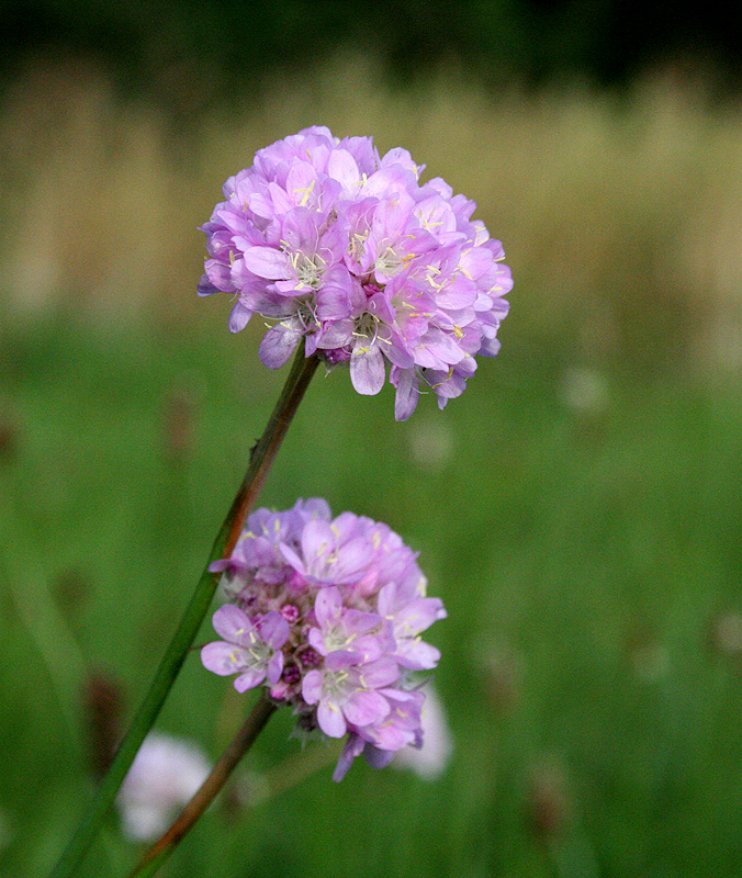 Image of Armeria vulgaris specimen.