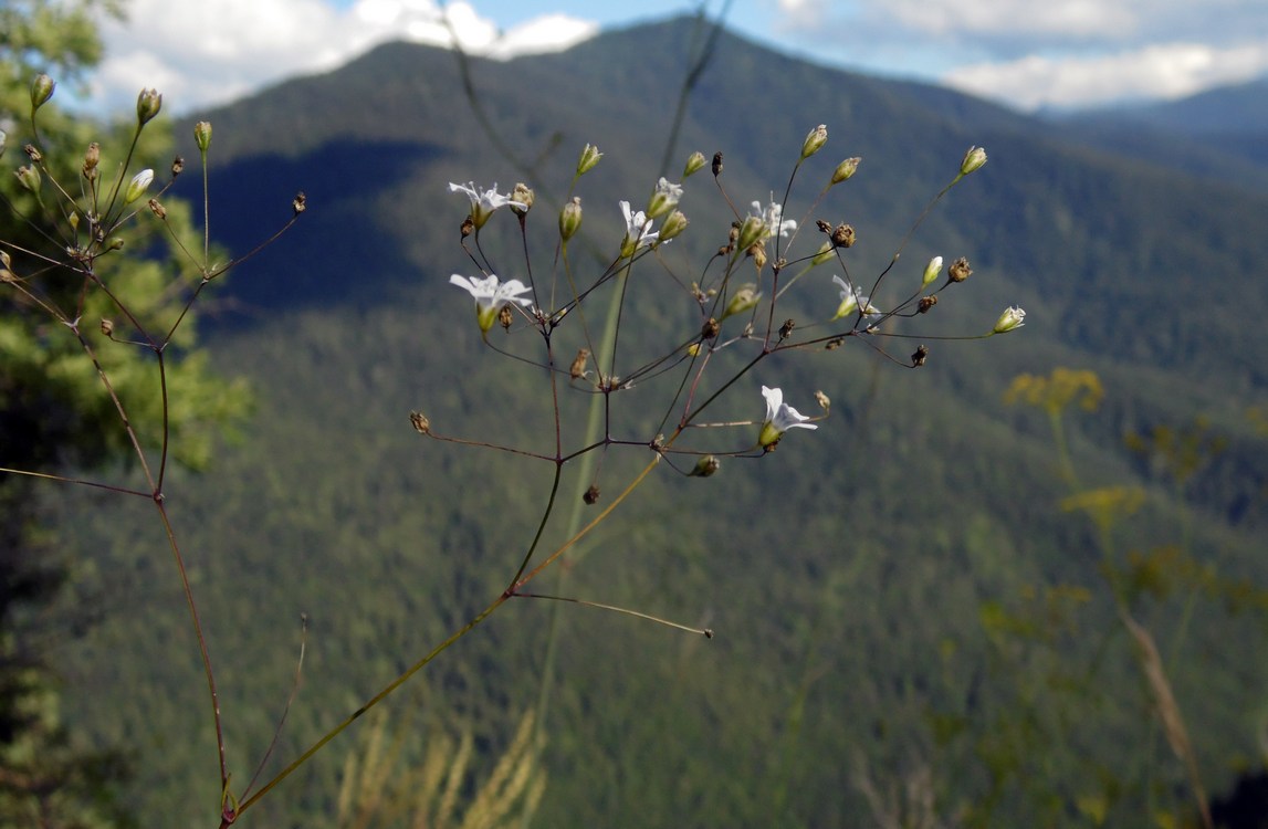 Image of Gypsophila elegans specimen.