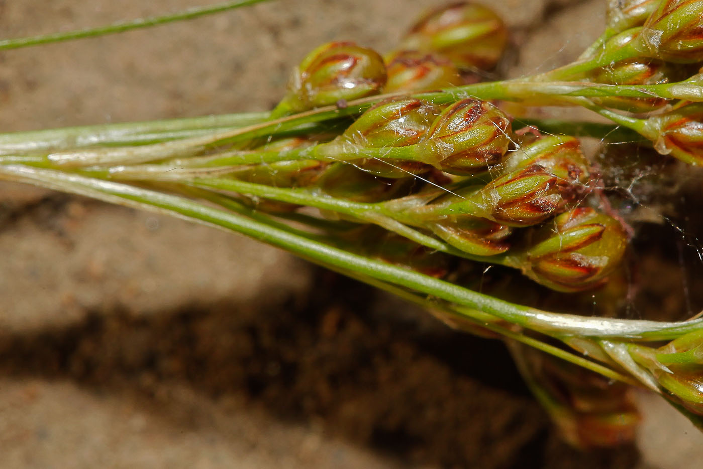 Image of Juncus compressus specimen.