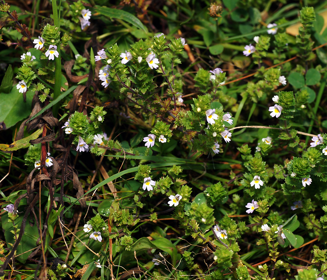 Image of genus Euphrasia specimen.