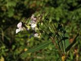 Impatiens glandulifera. Верхушка побега с цветками и плодами. Гипохромная форма, но наличие антоциана заметно, в первую очередь, в месте прикрепления цветоножки. Финляндия, Хельсинки, Mustapuronpuisto, обочина пешеходной дорожки. 8 сентября 2016 г.