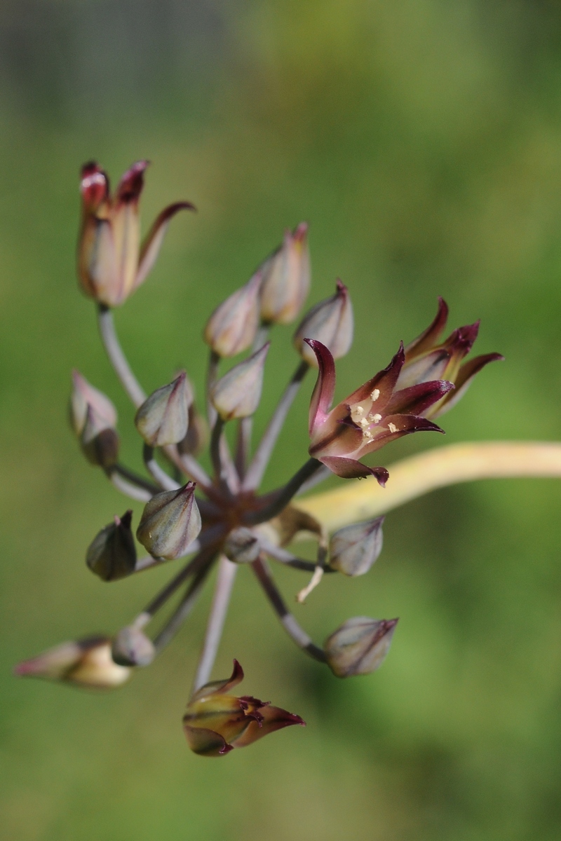 Image of Allium kujukense specimen.