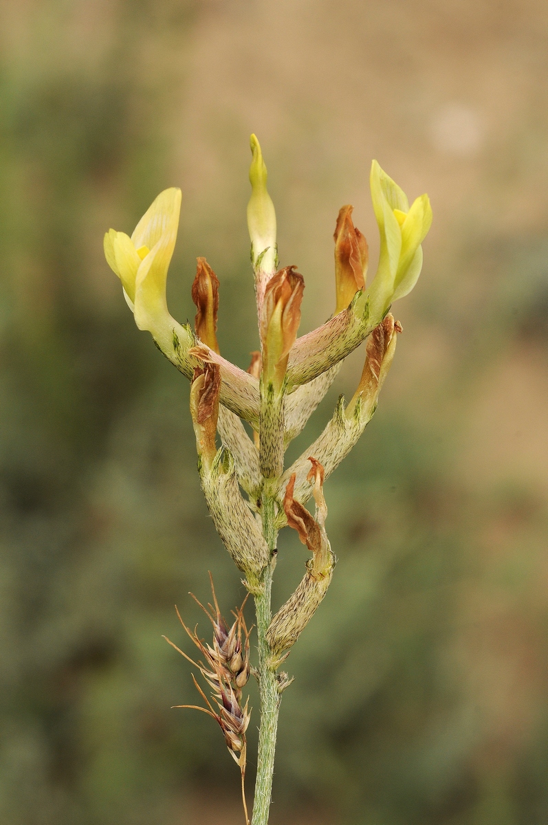 Изображение особи Astragalus bossuensis.