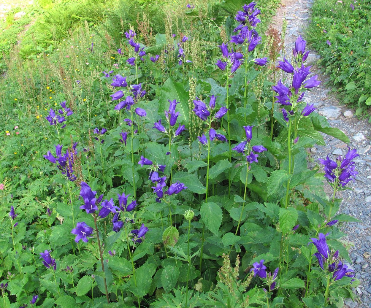 Image of Campanula latifolia specimen.