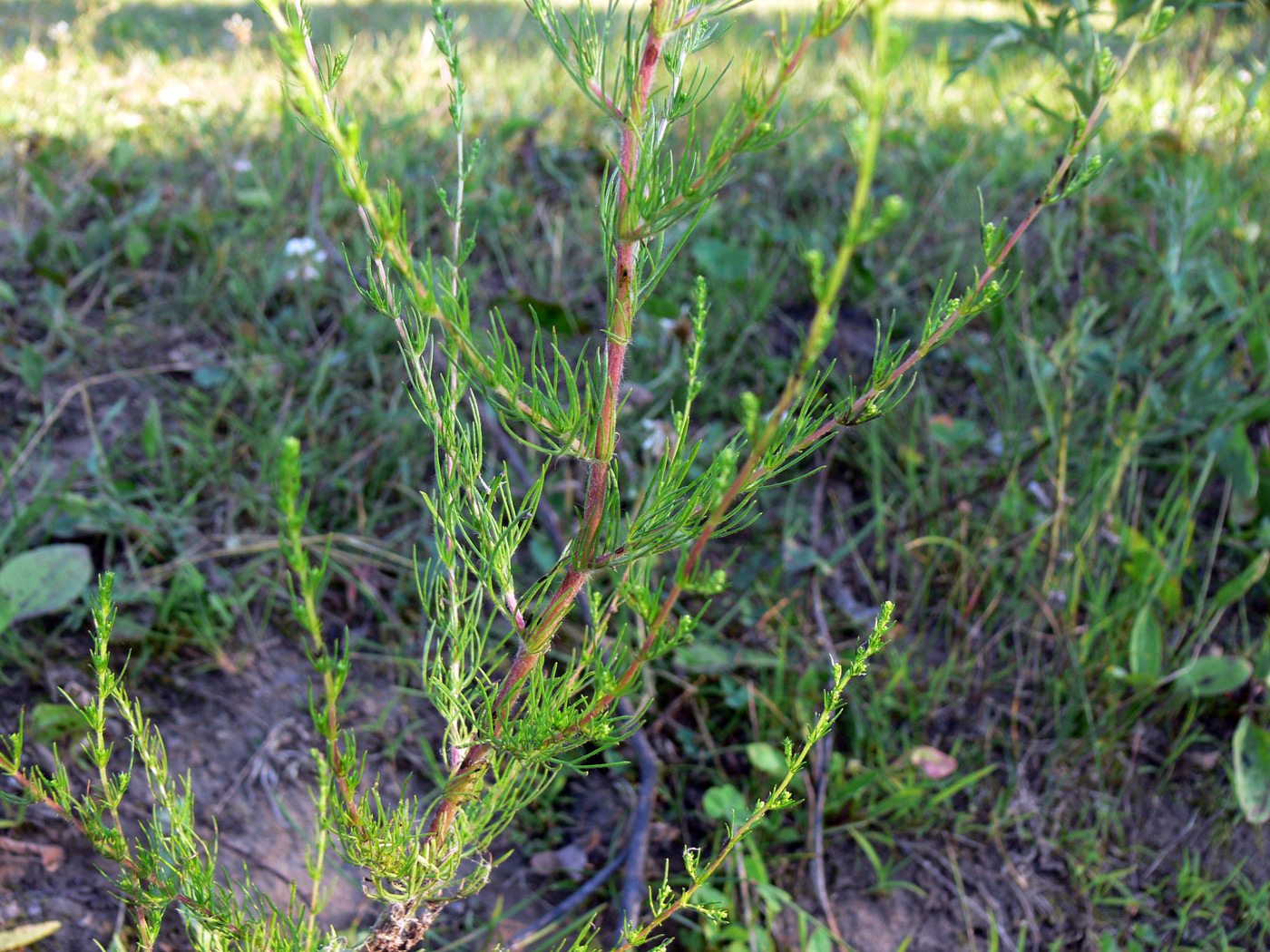 Image of Artemisia scoparia specimen.