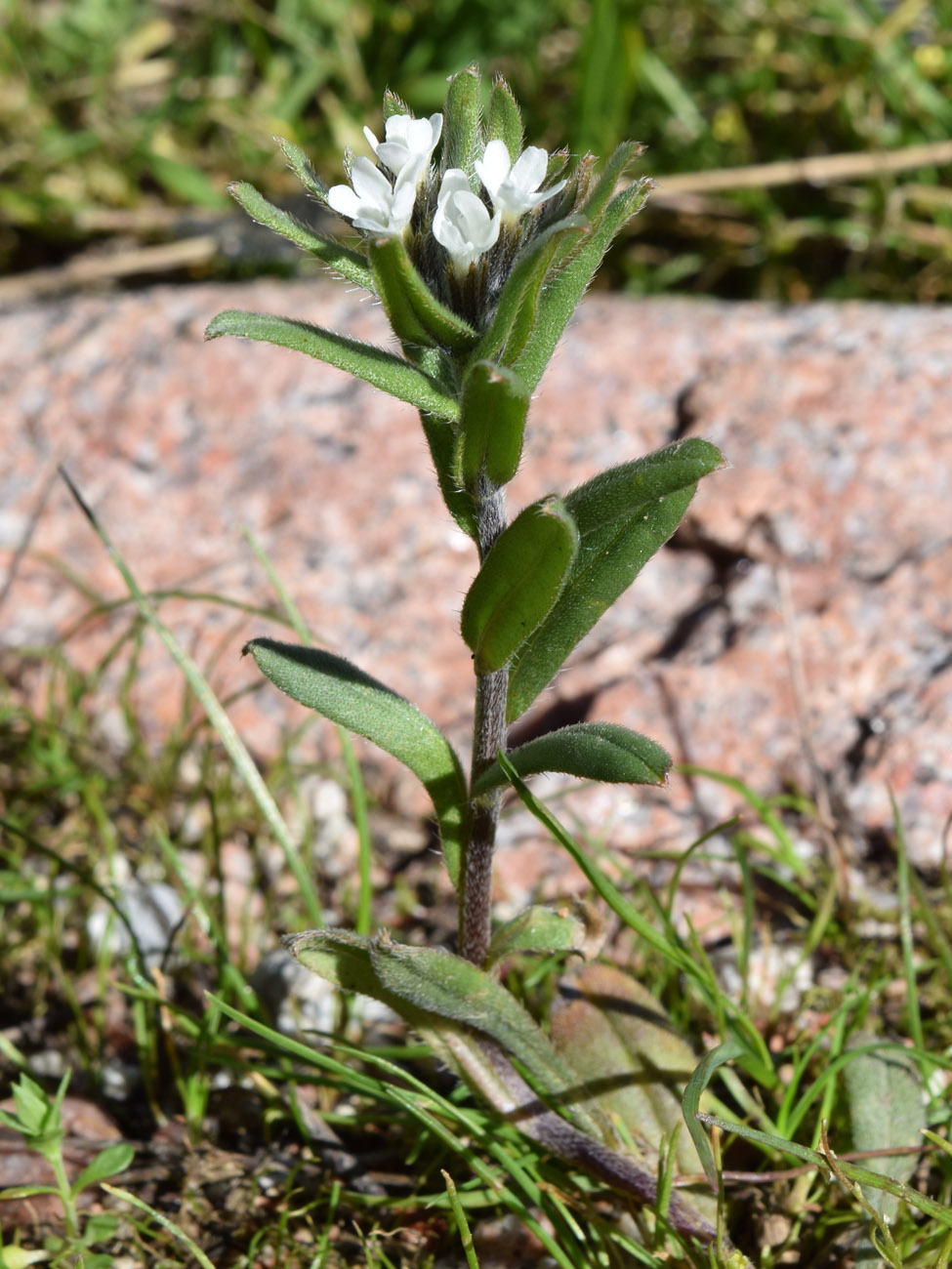 Image of Buglossoides arvensis specimen.