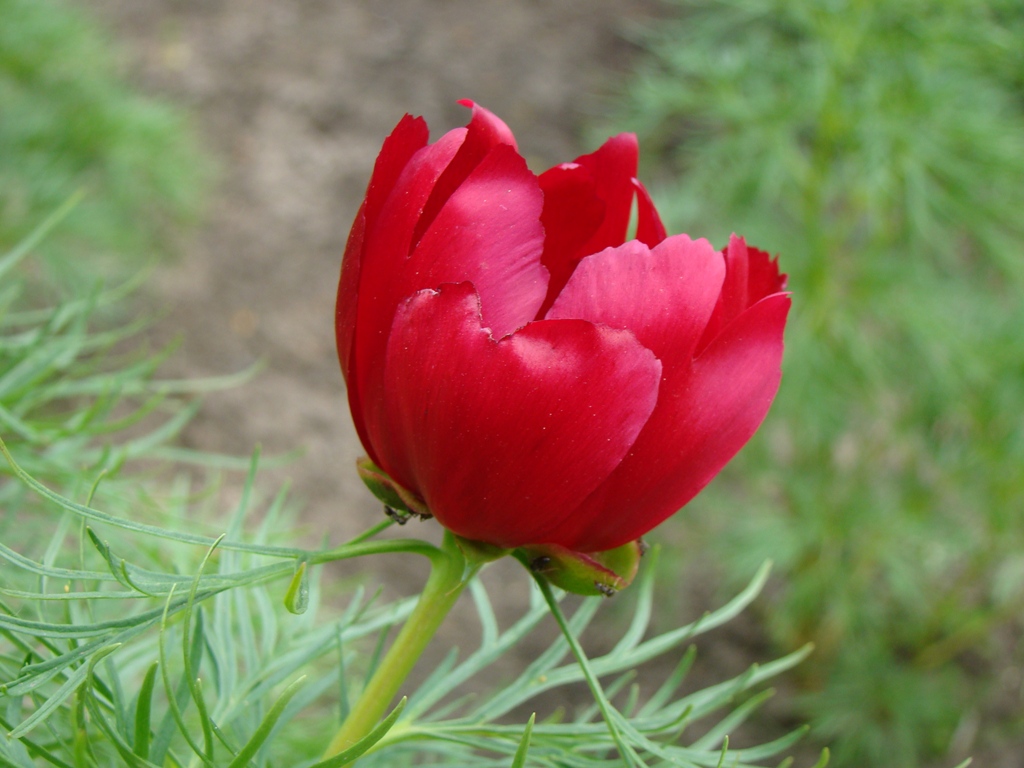 Image of Paeonia tenuifolia specimen.