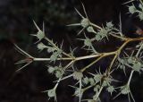 Eryngium glomeratum. Веточка с соцветиями. Израиль, Нижняя Галилея, г. Верхний Назарет, выположенная вершина горы, высота 480 м н. у. м. 10.08.2014.