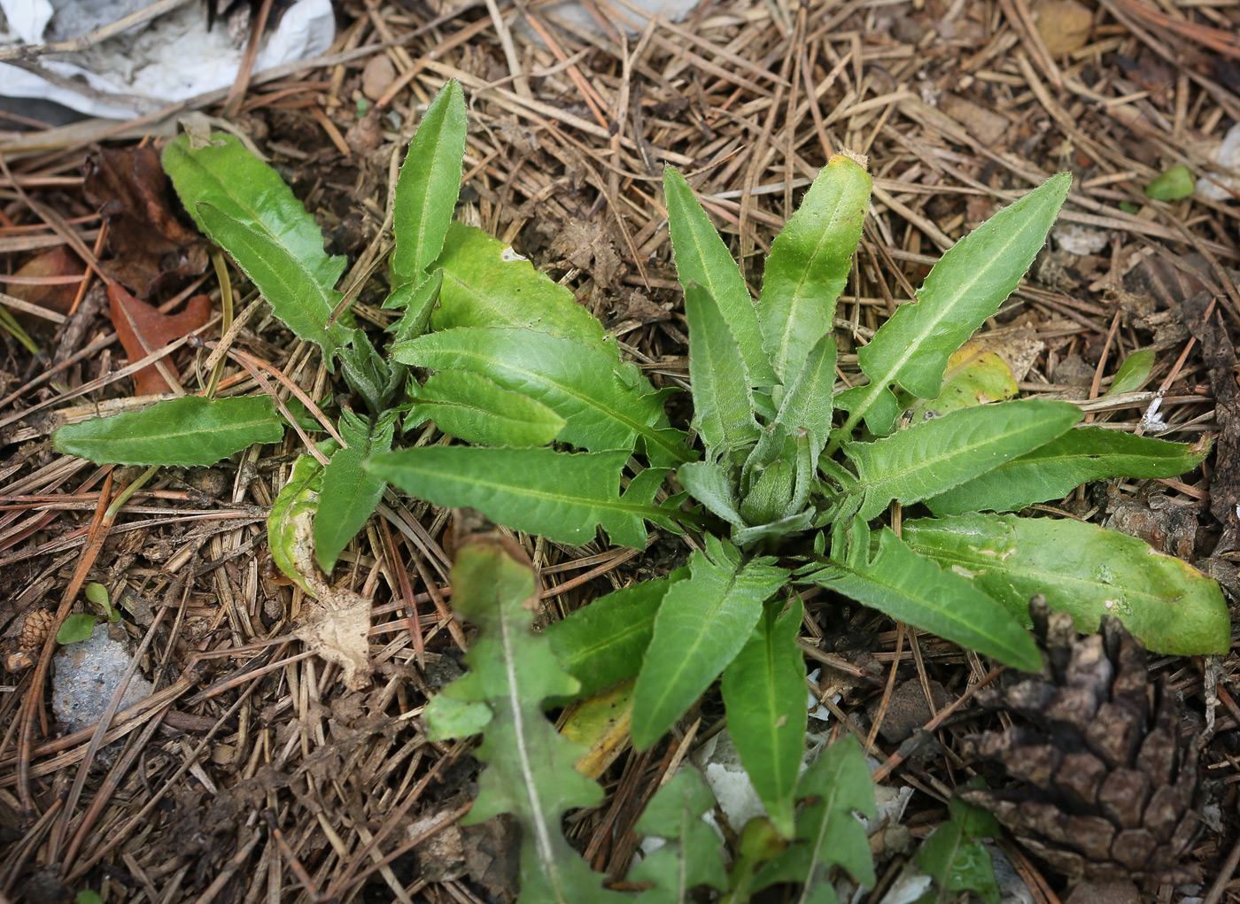 Изображение особи Bunias orientalis.