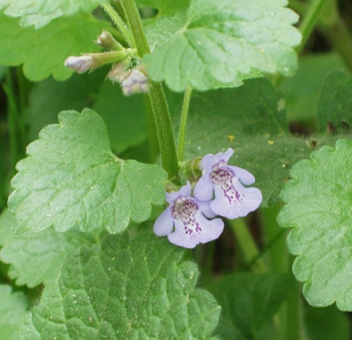 Image of Glechoma hederacea specimen.