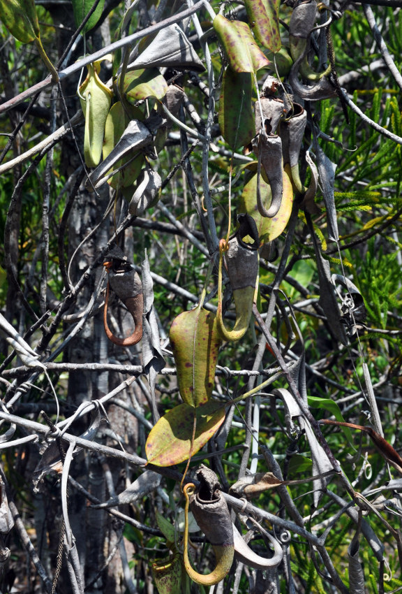 Изображение особи Nepenthes stenophylla.