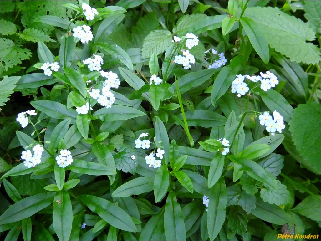 Image of Myosotis nemorosa specimen.