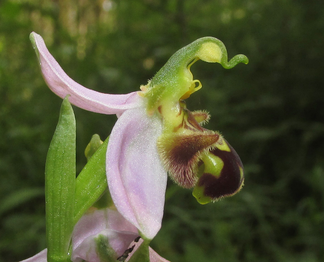 Image of Ophrys apifera specimen.