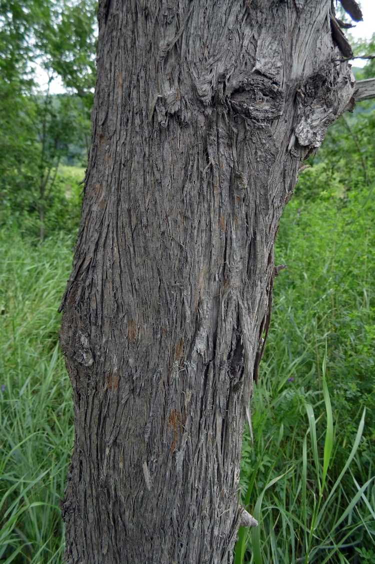 Image of Platycladus orientalis specimen.