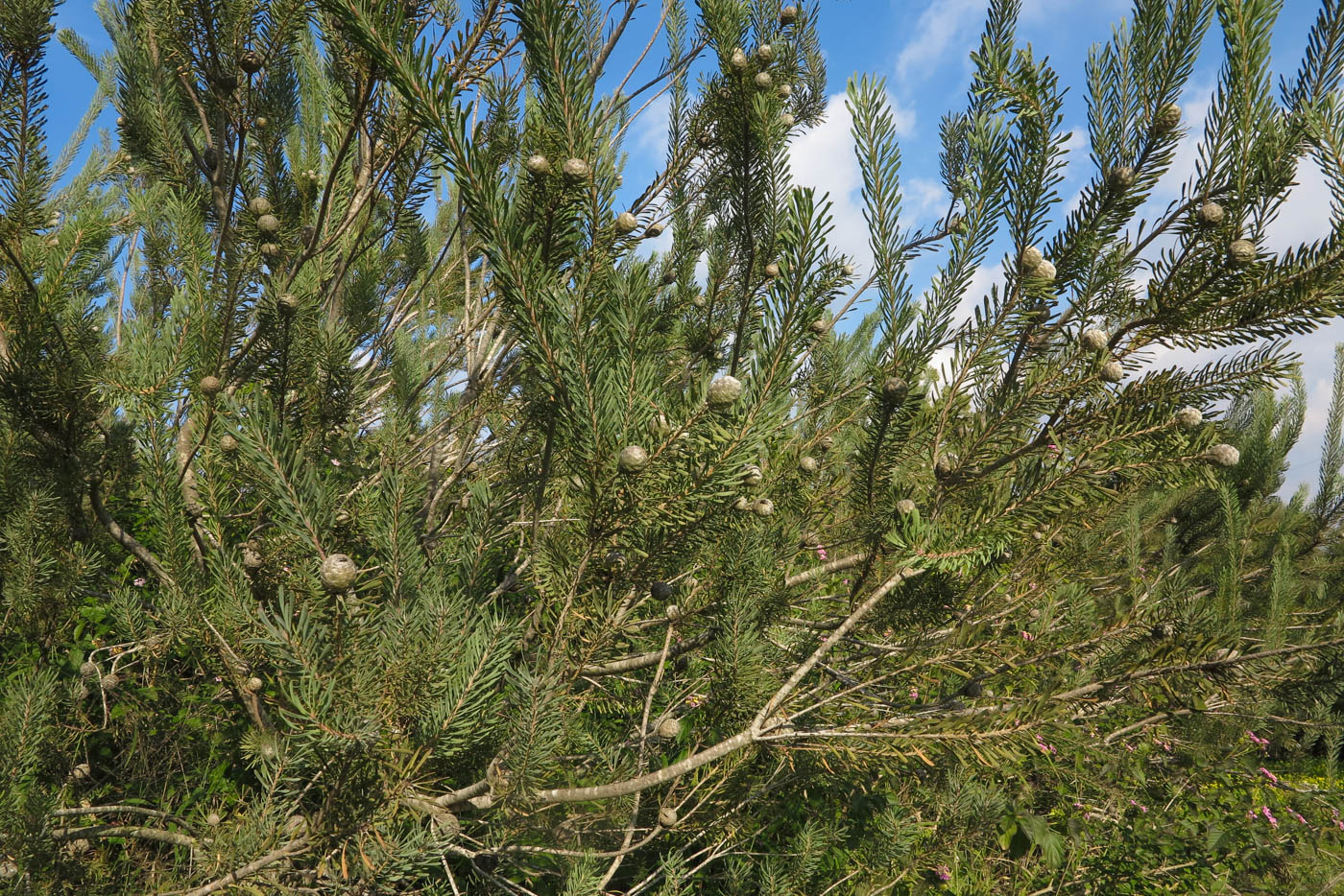 Image of Leucadendron galpinii specimen.