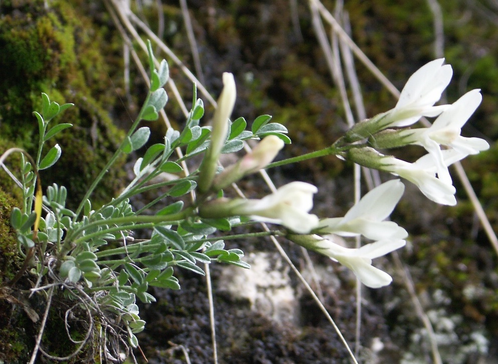 Изображение особи Astragalus permiensis.