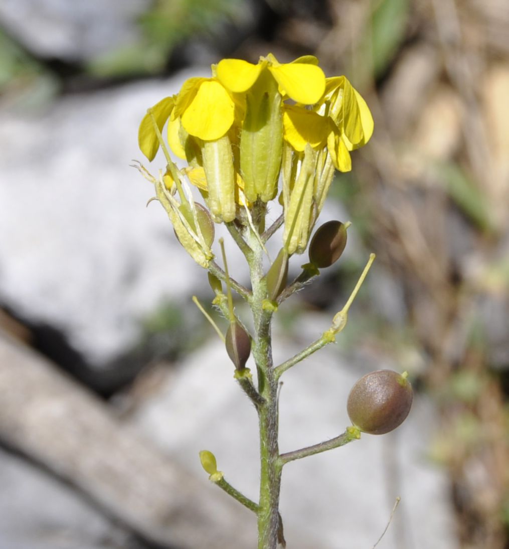 Image of Alyssoides utriculata specimen.