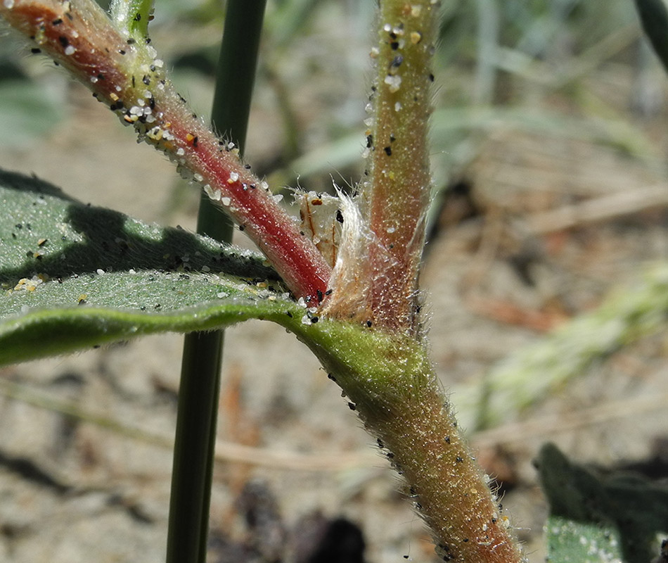 Image of Aconogonon bargusinense specimen.