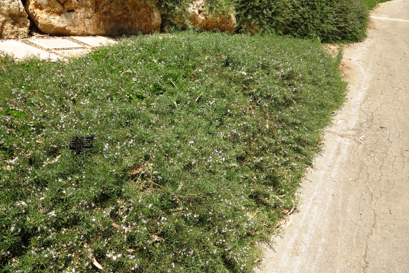 Image of Myoporum parvifolium specimen.