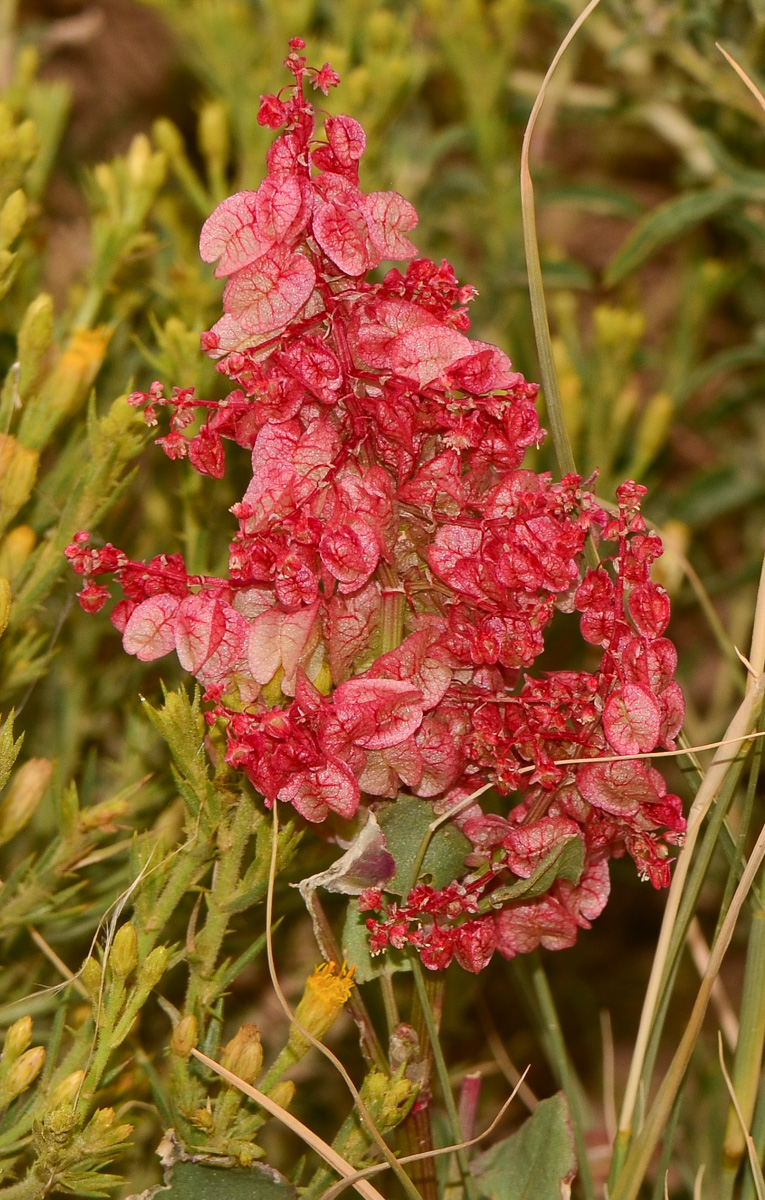 Изображение особи Rumex vesicarius.