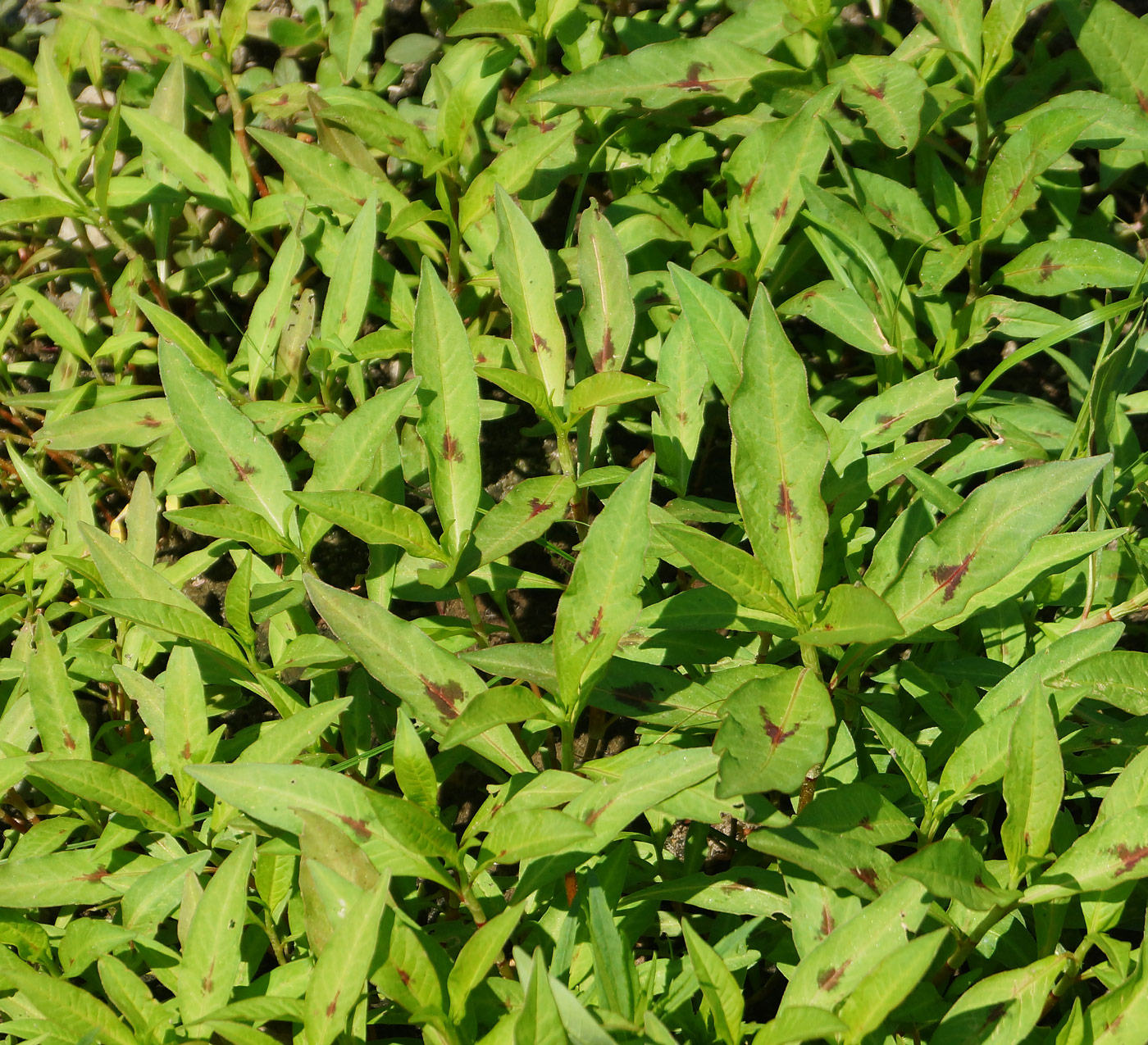 Image of Persicaria lapathifolia specimen.