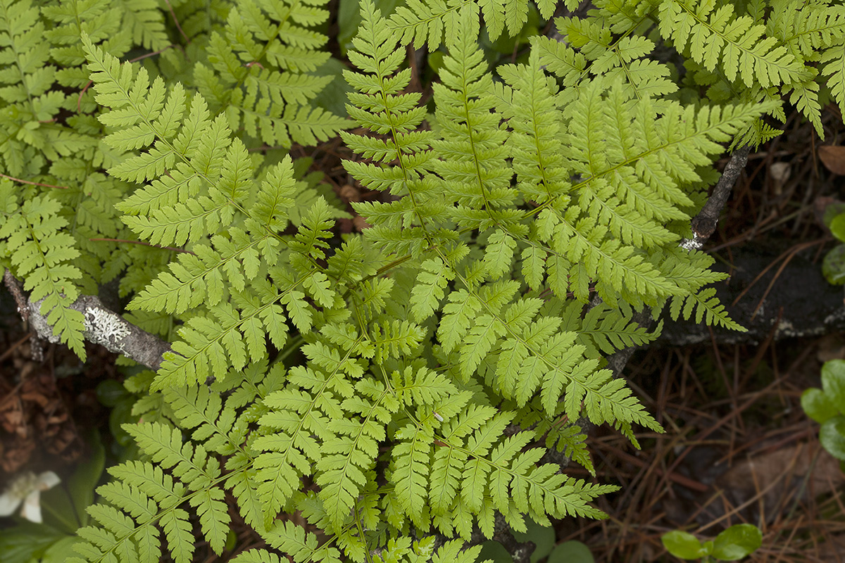 Изображение особи Dryopteris amurensis.