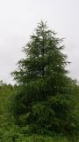 View full-size image Larix sibirica