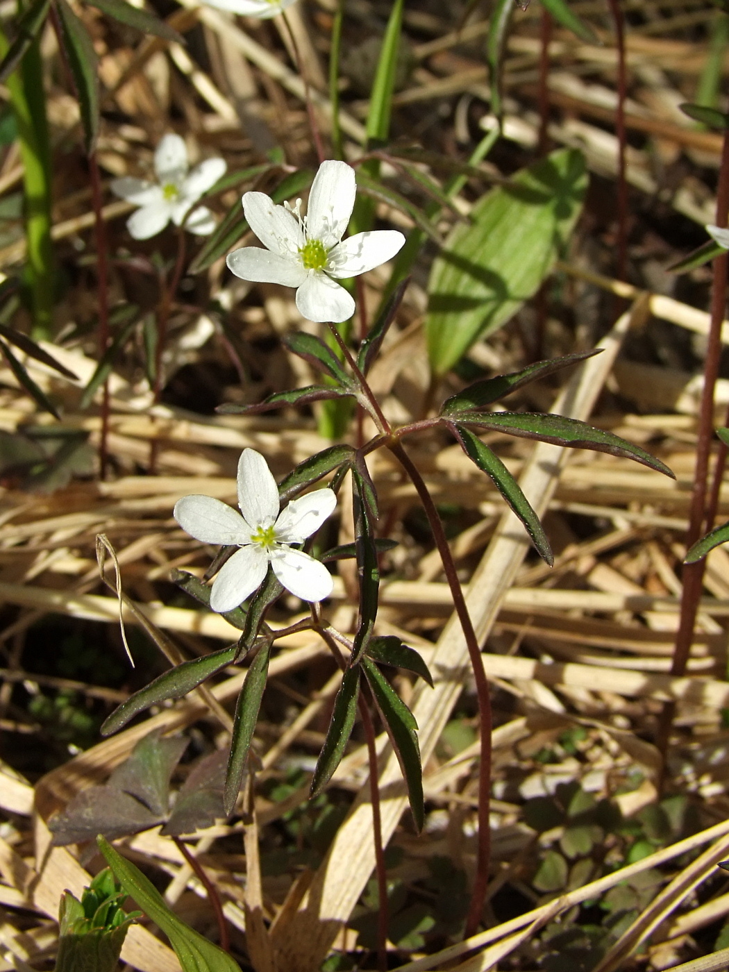 Image of Anemone debilis specimen.