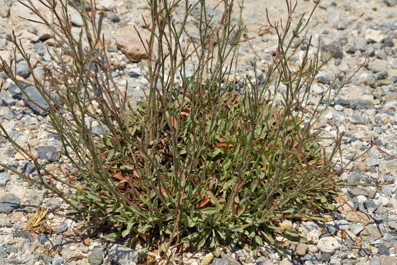 Image of Limonium virgatum specimen.