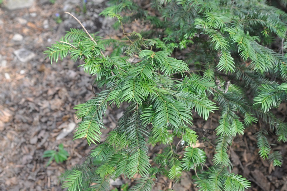 Изображение особи Taxus baccata.